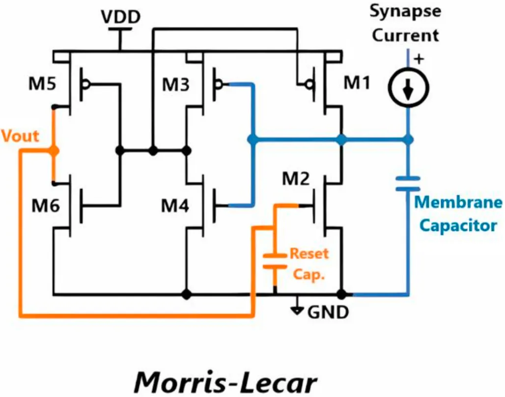 Morris-Lecar Schematic